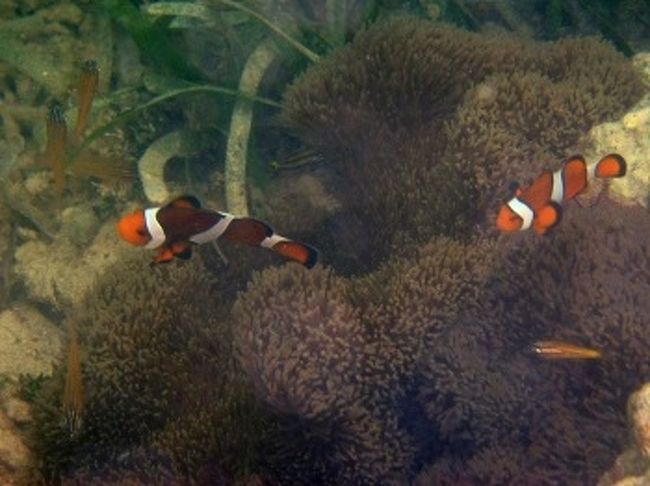 ホテルのプライベートビーチ内で沢山のお魚に出会えます。