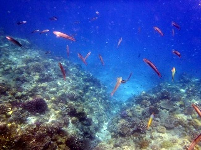 水納島のボートスノーケルでは、ウジャウジャと木の葉の様に海中を舞う無数のお魚たちに出会えます。<br />葉っぱのような影は、全部お魚。