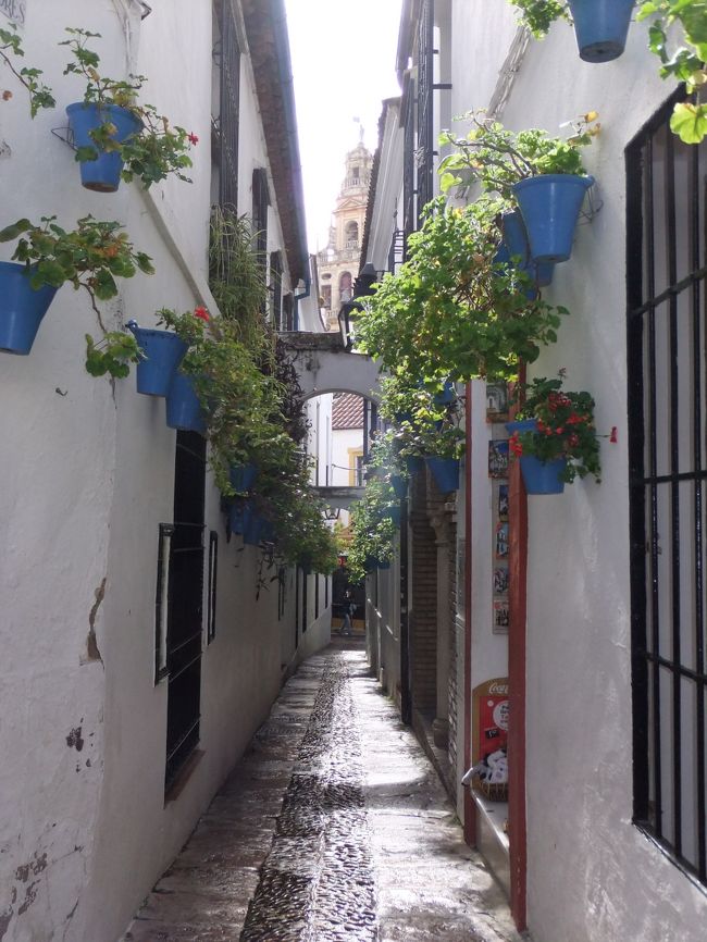 コルドバへ到着後、昼食を食べ、コルドバ市内観光。ユダヤ人街をまずは散策します。とてもかわいい街で、キョロキョロしながら路に迷わないよう、スリに合わないよう気を付けます。<br />花の小径ではたくさん人がいるため、人が写らないよう写真を撮るのが難しいです。