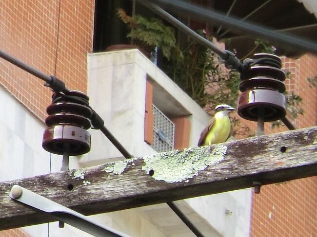 登山電車の電線にはカラフルな鳥がちょこんとまっている