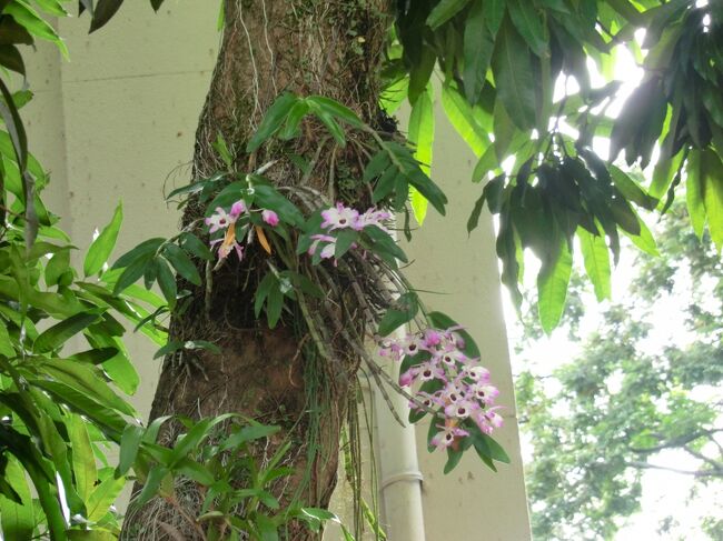 登山電車乗り場近くの木にはランの花が咲いているのが見られとっても綺麗