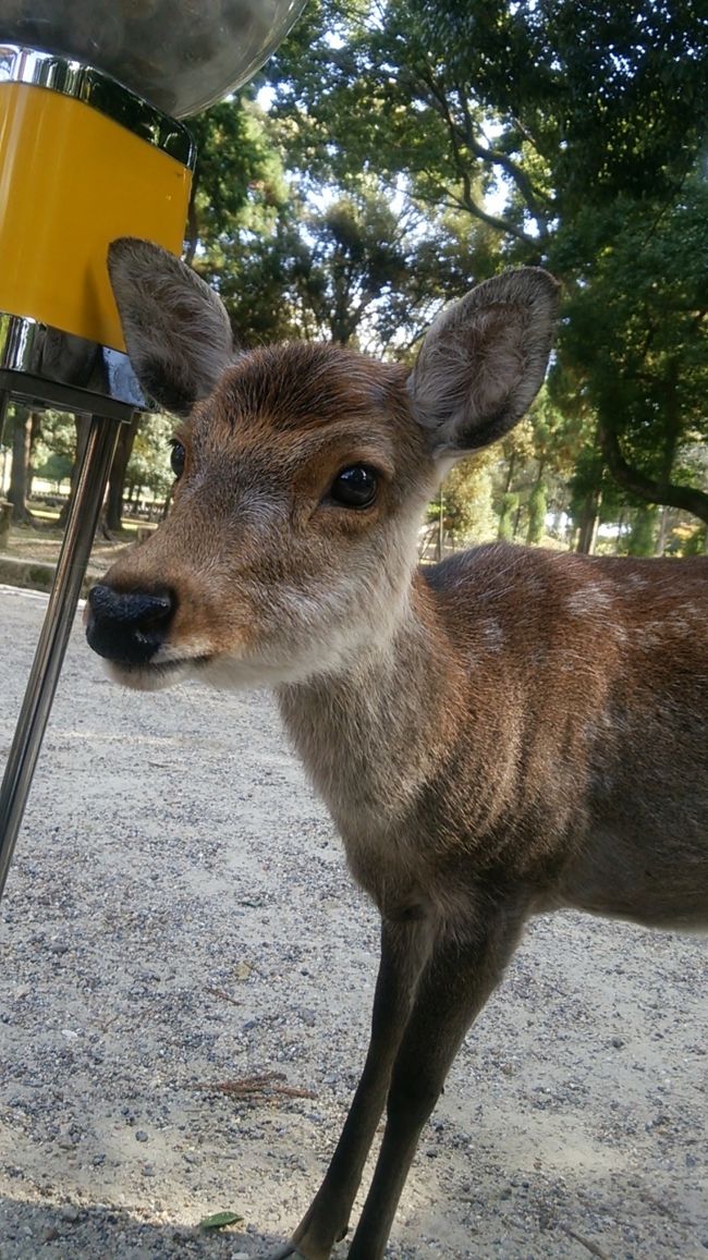 奈良公園まで結構歩いたな。<br />公園には鹿、鹿、鹿がいっぱい！