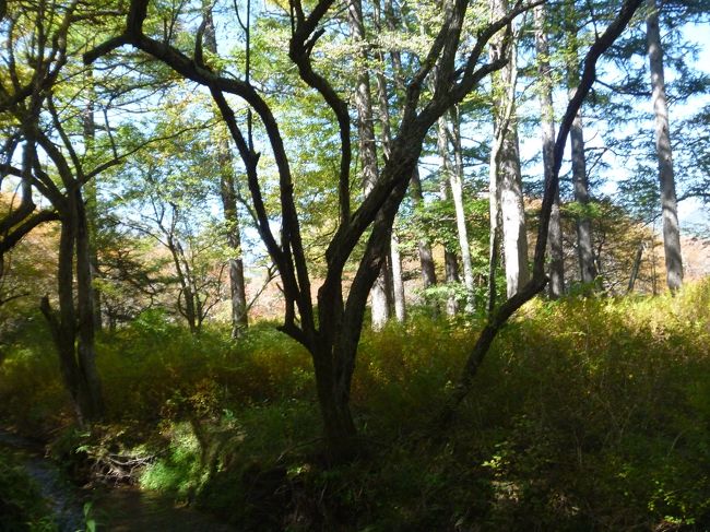 竜頭の滝から赤沼までバスに乗車。ここは、赤沼のスタート地点。ここから、戦場ヶ原の遊歩道をハイキング。実は長年のこれも願いでした。