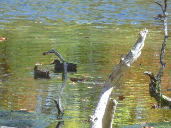 泉門池でのんびりする鴨。