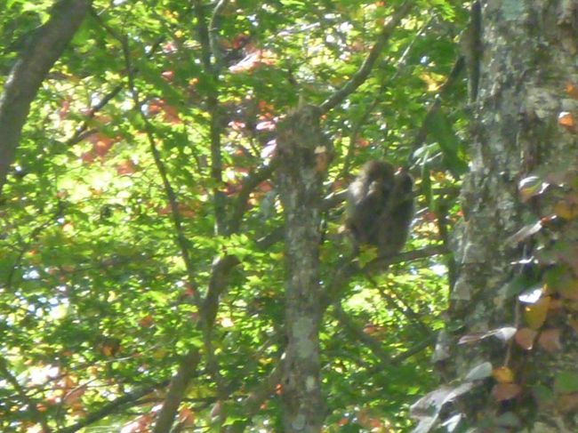 公園にサルがいた。今や、日光名物？