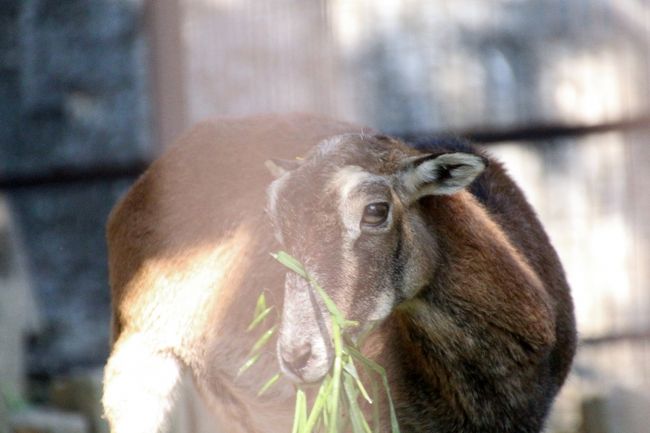 秋の多摩動物公園でレッサーパンダの赤ちゃんを筆頭に４つのミッションに臨む ４ ミッションno 4 ゴールデンターキンの子供 アジア圏の動物たち インドサイ ヒマラヤタール ムフロン ユキヒョウ アムールトラ アジアゾ 日野 昭島 東京 の旅行記 ブログ By