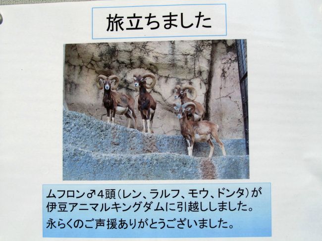 秋の多摩動物公園でレッサーパンダの赤ちゃんを筆頭に４つのミッションに臨む ４ ミッションno 4 ゴールデンターキンの子供 アジア圏の動物たち インドサイ ヒマラヤタール ムフロン ユキヒョウ アムールトラ アジアゾ 日野 昭島 東京 の旅行記 ブログ By