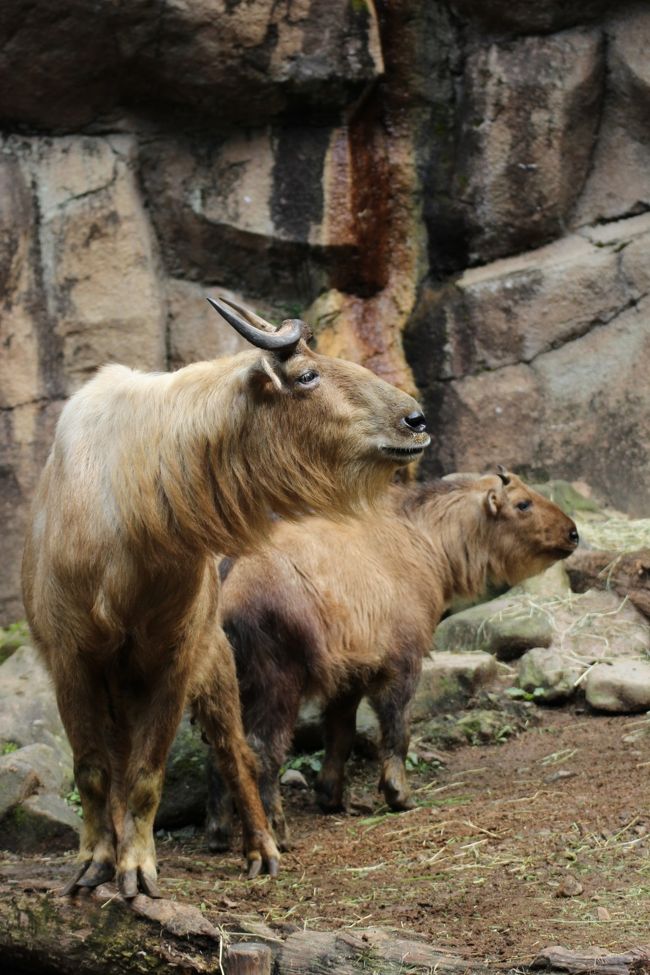 秋の多摩動物公園でレッサーパンダの赤ちゃんを筆頭に4つのミッションに臨む 4 ミッションno 4 ゴールデンターキンの子供 アジア圏の動物たち インドサイ ヒマラヤタール ムフロン ユキヒョウ アムールトラ アジアゾ 日野 昭島 東京 の旅行記 ブログ By 秋の多摩動物公園でレッサーパンダの赤ちゃんを筆頭に4つのミッションに臨む 4 ミッションno 4 ゴールデンターキンの子供 アジア圏の動物たち インドサイ ヒマラヤタール ムフロン ユキヒョウ アムールトラ アジアゾ 日野 昭島 東京 の旅行記 ブログ By