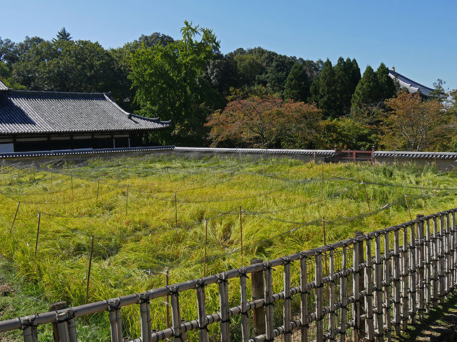 突然大仏殿裏手に現れた水田。寺田と言うのでしょうか見事な稲穂が実ってました