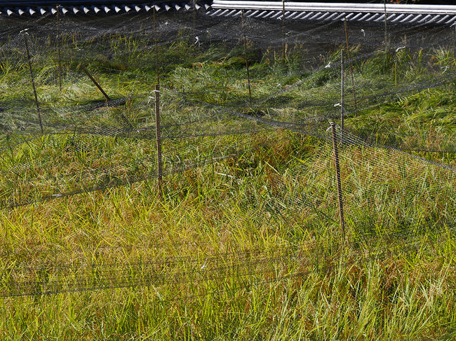 稲穂、鳥よけの網がかぶせてある。間もなく刈取りの時期、大仏様に奉納されるお米でしょう！