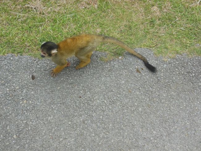 油断していると、手や肩に乗ってきます。