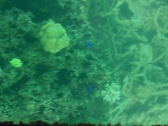 珊瑚の種類は多いらしいのですが、灰色に色がついた程度の珊瑚礁です。魚は多いのですが、それほど綺麗とはいえません。<br />川平湾の方、すいません。