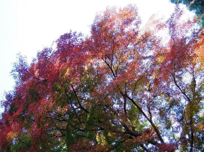 良い感じで色づいてきています。