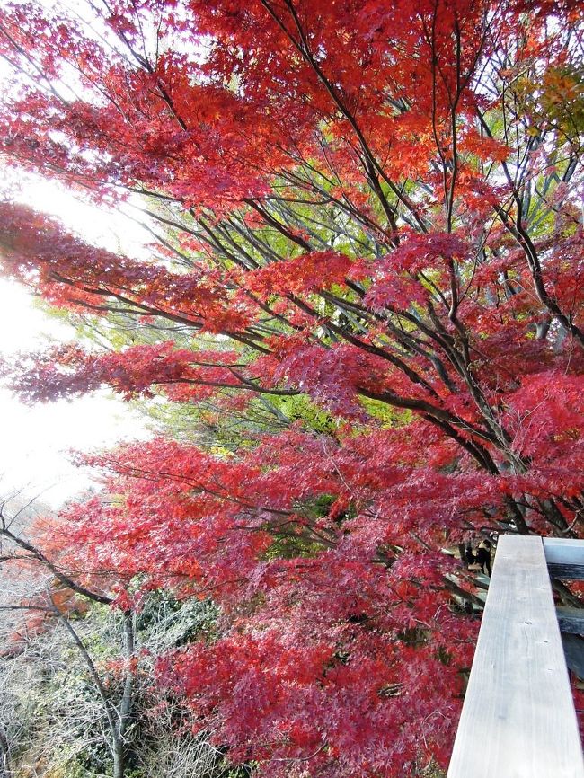 山頂に近い謙信平の公園には、もみじが広がっています。