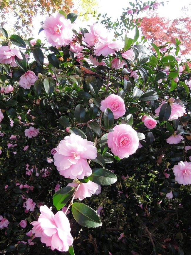 椿でしょうか。