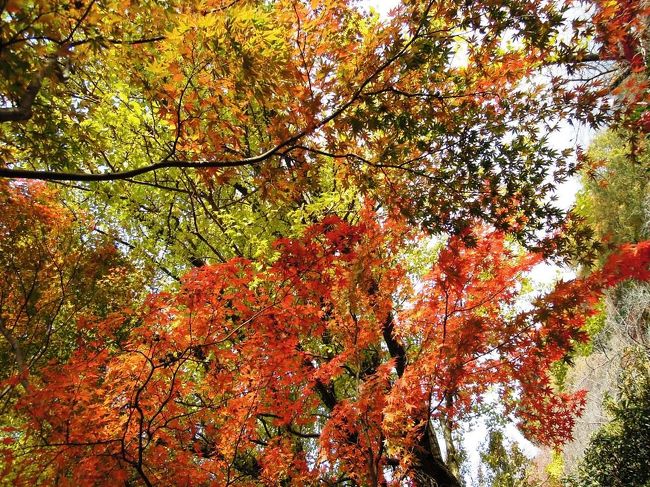 良い色づき度合ですね。
