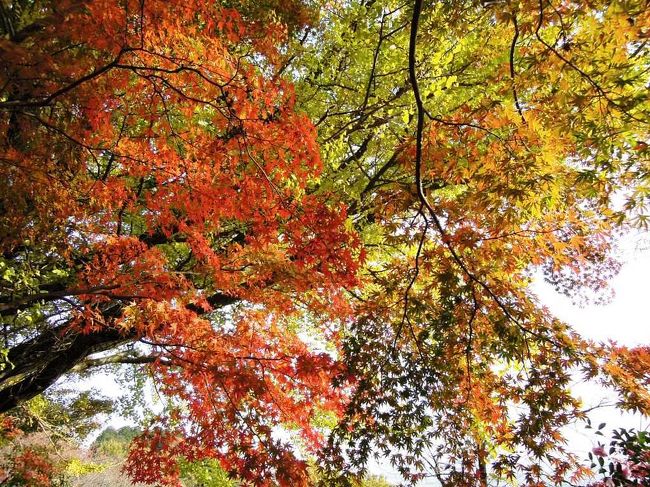 彩り鮮やかなアーケード。