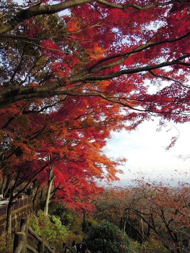 太平山、この季節は紅葉が美しいですが、春には桜のトンネル、また、あじさい坂の紫陽花も見どころです。