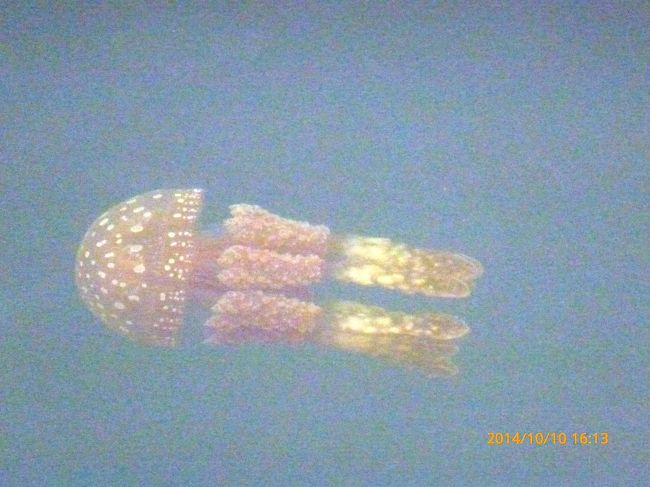 クラゲが泳いでいました。