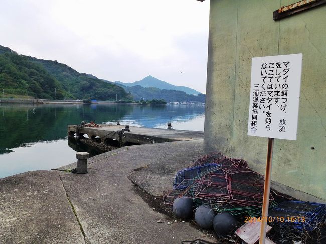 マダイが放流されているようです。
