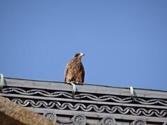 お寺の屋根に「ピーヒョロロロー」と鳴く、鷲っ鼻な鳥がいました。