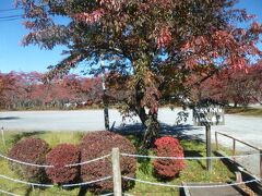 途中の蓼科高原は紅葉が綺麗でした。