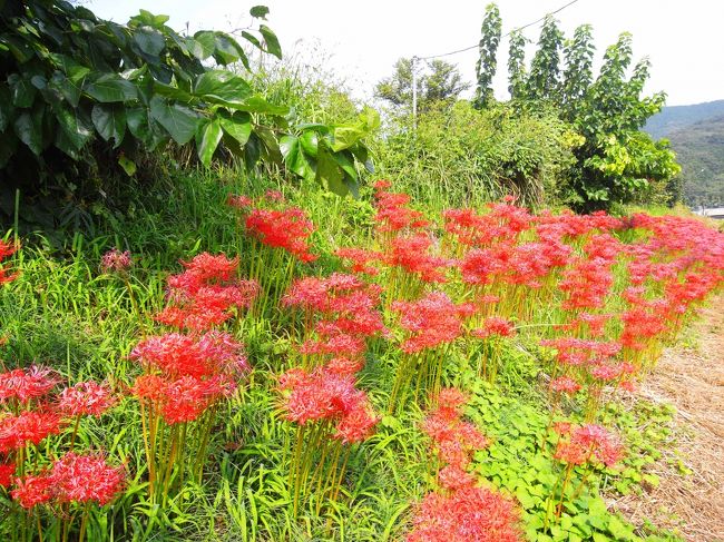 さて、駅の人混みからも分かるように観光客がわんさかいます。なので行きは道に迷うことなく〜♪<br /><br />目的地までに道中も既に咲いています。<br />日当たりの良い側は少し枯れてきているものも。