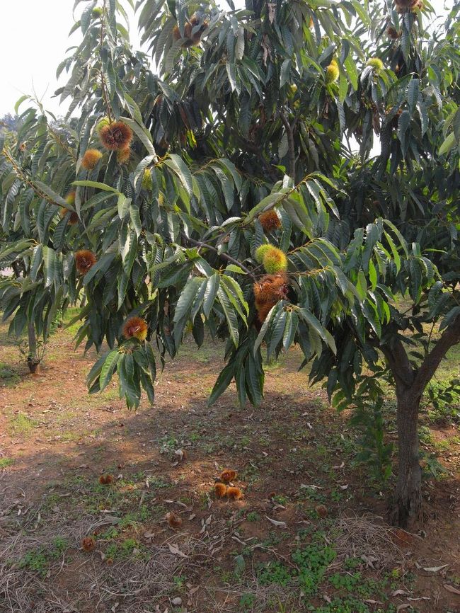 栗畑もある〜〜！道端でも栗や地域の手作り品なんかも販売してました。<br />私は毎年送られてくるものを調理するので精一杯なので…鑑賞のみで(^^;;<br /><br />今年も渋皮煮と栗ご飯、栗アイス(混ぜただけ…)を作ったけど、、消毒無しのいただき物だとどうしても数日経ってるので虫が〜…どうしても苦手なので手袋しつつ対応ですよ。いや、日数経ってなくても中に「元」があるってことなんですよね。ま、それはきっと栄養源ってことで〜