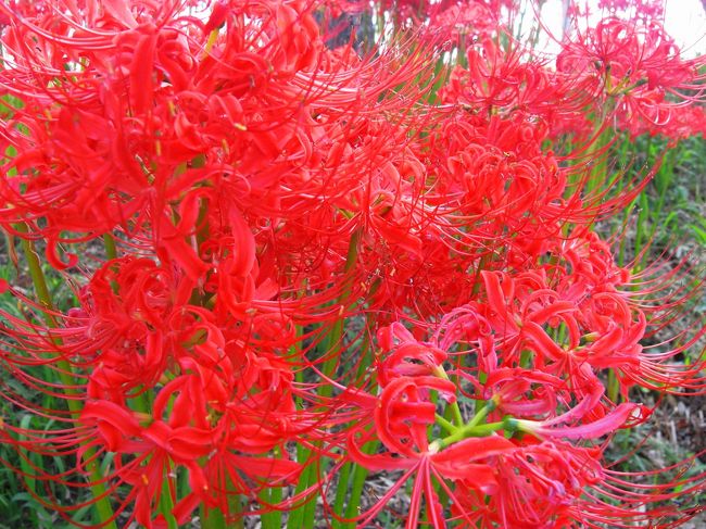 鮮やかな曼珠沙華が続きます〜<br /><br />私の育った地域では「彼岸花」の呼び名がメジャーだったけど<br />ここは曼珠沙華の里なのでね！<br />川べりを曼珠沙華を見ながら歩き、入園口で￥300を支払う。電子マネーでも払えてびっくり！