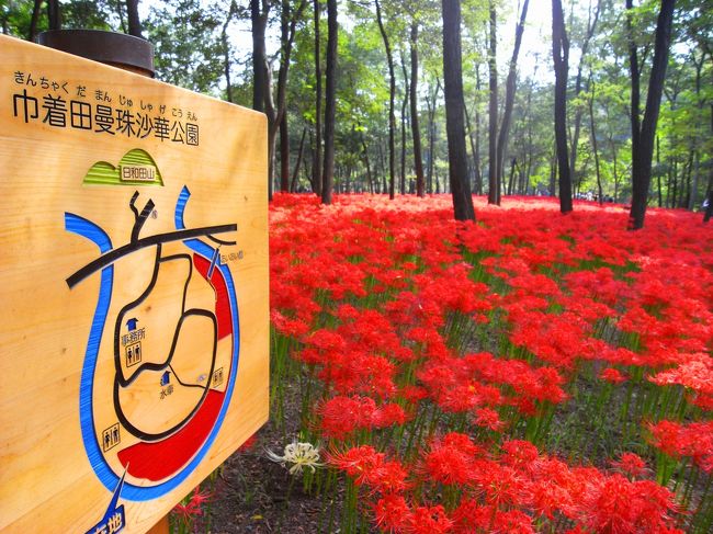 曼珠沙華公園は、ちょうど高麗川(こまがわ)の蹄鉄の形に流れている辺りに位置します。<br /><br />こんなにあるの〜〜？おびただしい数の曼珠沙華です！