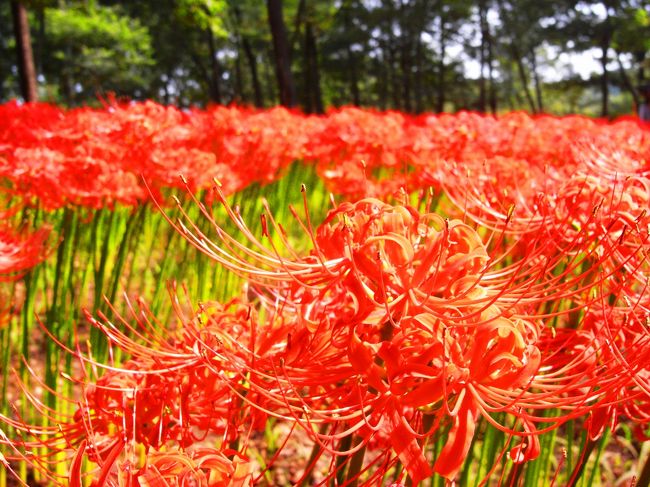 ちょっぴりオレンジ色