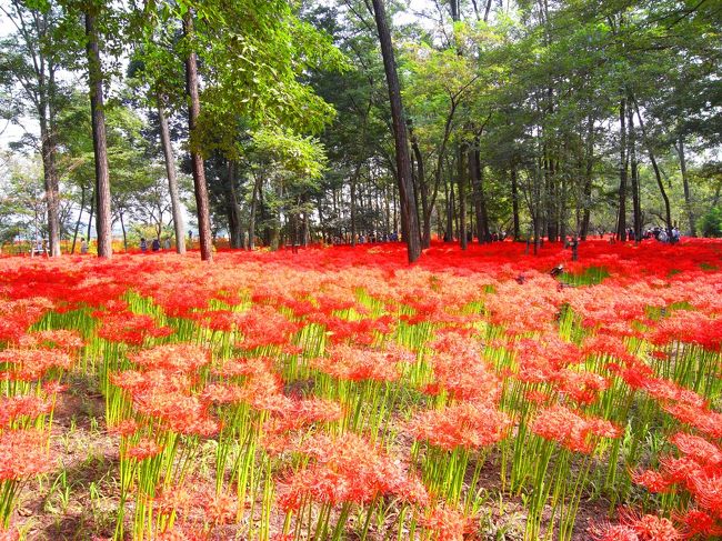 1本1本は激しい色とは思わないけど<br />たくさん集まると真っ赤っか〜〜