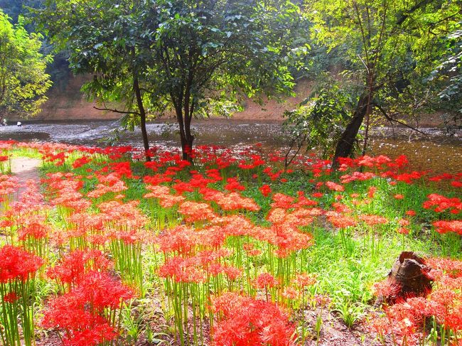 高麗川、綺麗な川でした。