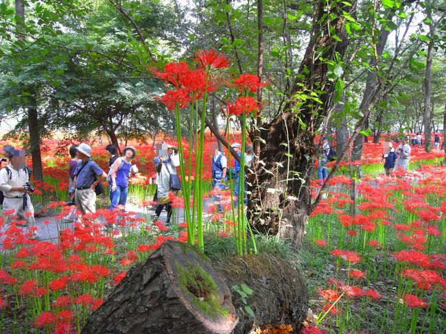 ど根性曼珠沙華〜<br /><br />こんなところからも…<br /><br />