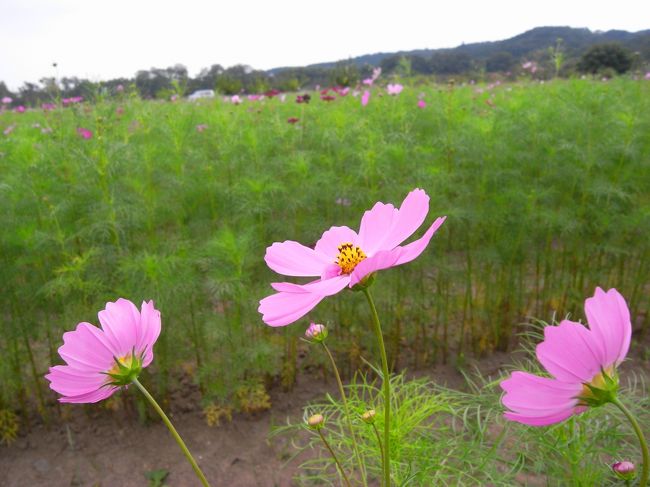 こちらも秋らしく…皆さん撮影してました！