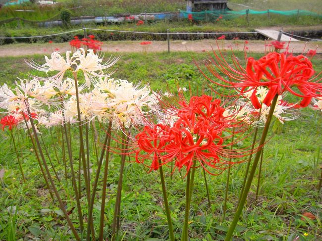 紅白の曼珠沙華。