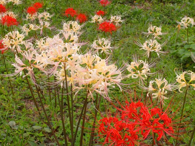 彼岸花＝曼珠沙華…<br />有毒性の植物だからかなんとなく死を連想してしまう。<br />地獄花とも呼んでたっけなぁ。<br />近寄り難くてそんなに好きな花ではないけど<br />あの赤い群生地を眺めているとふとここはどこかいな？って気になる。<br />不思議な花だなぁ。ちょうど空蝉のときも終わり…