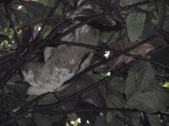 ナマケモノが林の中に