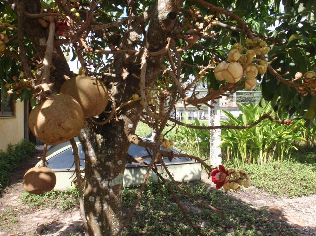 マラカスの材料になるそうです