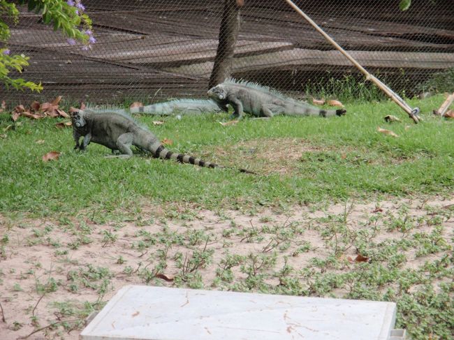 イグアナが草むらに
