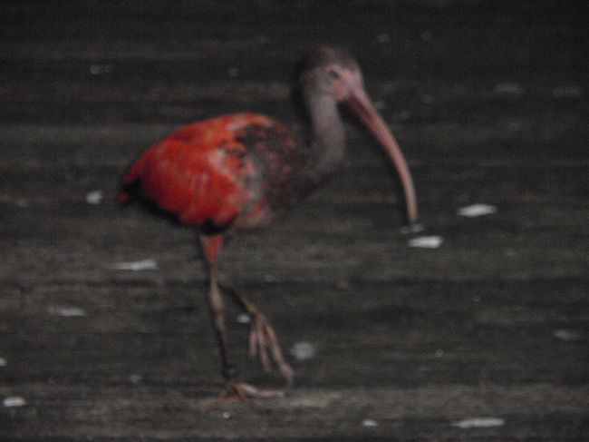 鳥は全てはなしがいです