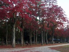 正倉院展は午前9時からなんですが、混雑する前に車を置いて周辺をウロウロしました。
まずは奈良公園をすり抜けます。