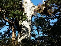 ＜2日目＞推定樹齢3000年の紀元杉。素晴らしいです