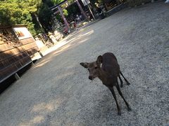 夢風ひろばから15分ほど歩いて、春日大社に着きました。

お参りし、おみくじを引いてから今度は東大寺に行きます。鹿やお土産屋さんがたくさんです。