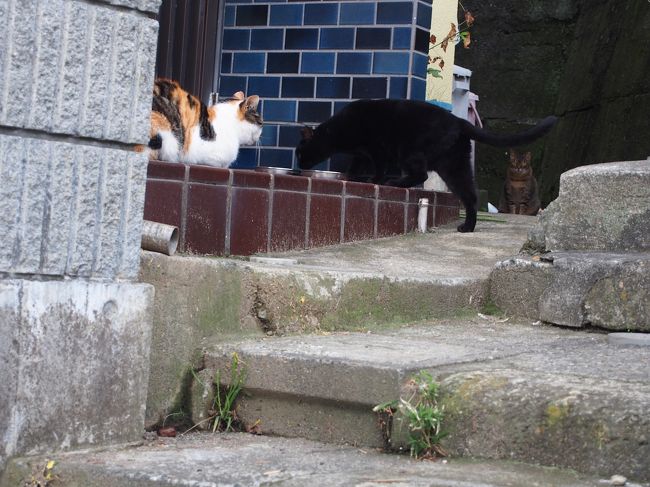 猫さんに会いに江ノ島へ でも居たのは人 人 人 藤沢 江ノ島 神奈川県 の旅行記 ブログ By へびおさん フォートラベル