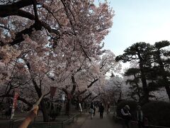 　ここからは、高遠。
　宿へ行くにのは少し早いため、下見として高遠城跡へ寄ることにしました。
　高遠への到着は四時半頃。図々しく城への道を車で上がっていくと、正門前の駐車場が空いていました。
　桜は、ピッタリと測ったように満開。
　で、お花見を開始。
　