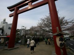 鎌倉駅東口よりバス通りに出て、二の鳥居から鶴岡八幡宮道路（若宮大路）の中にある段葛（だんかずら）の桜です。

段葛とは車道より一段高い歩道を言います。

桜の木の根元にはつつじが植えてあります。