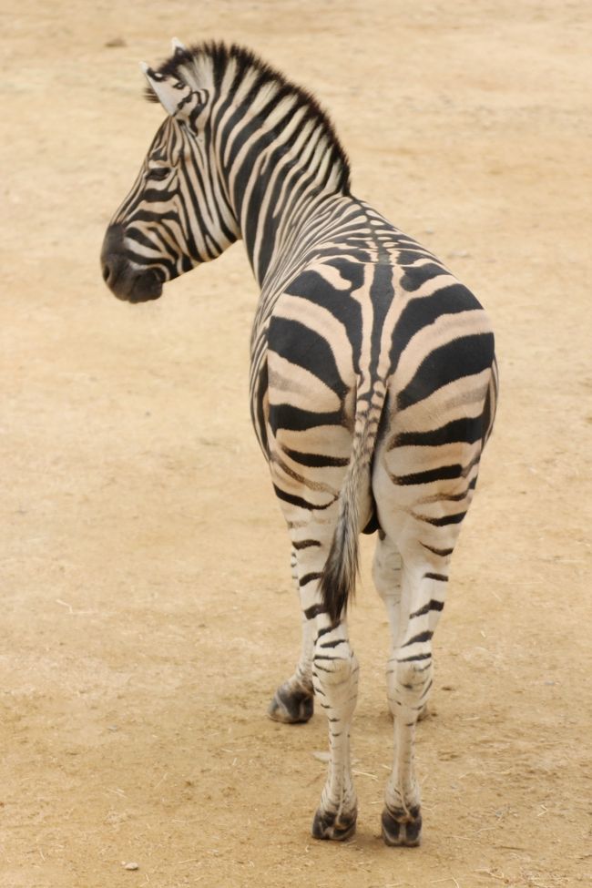 ついに四国遠征 高速夜行バスでレッサーパンダに会いに 徳島編 ５ 動物の紹介が丁寧で親しみがもてるとくしま動物園の大型草食動物や癒される小動物など 徳島市 徳島県 の旅行記 ブログ By まみさん フォートラベル