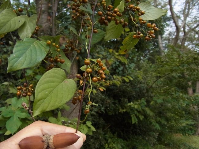 　これはヘクソカズラの実です。花は良く観るのですが、実は初めて観るものです。それにしても「ヘクソカズラ」とは何と可哀想なネーミングでしょうか。