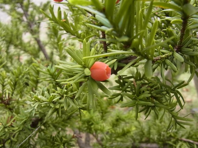 　この赤い実は食べられます。